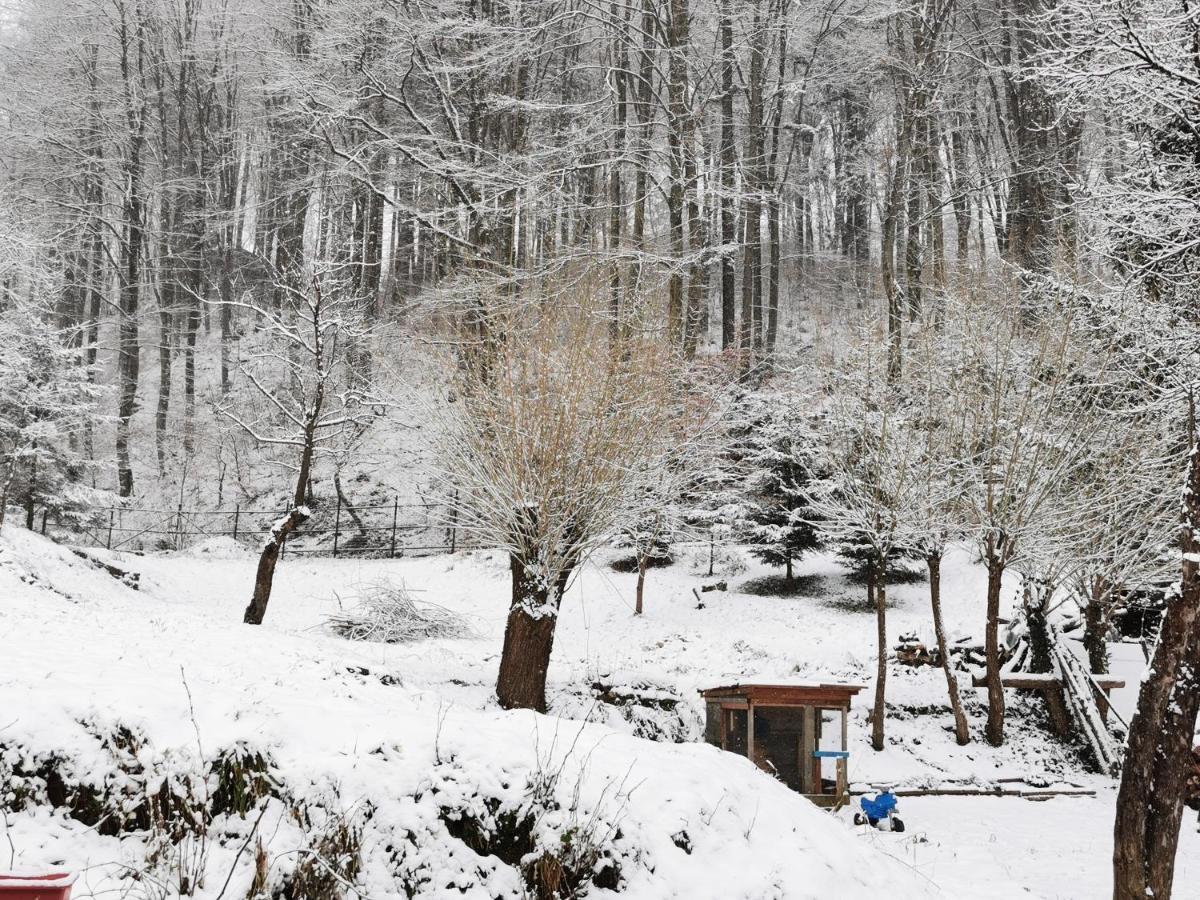 Soho Lodge Rasnov Kültér fotó