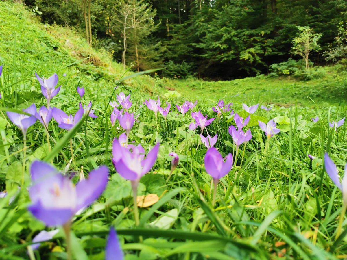 Soho Lodge Rasnov Kültér fotó